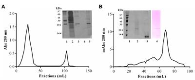 JcTI-I: a novel trypsin inhibitor from Jatropha curcas seed <mark class="highlighted">cake</mark> with potential for bacterial infection treatment